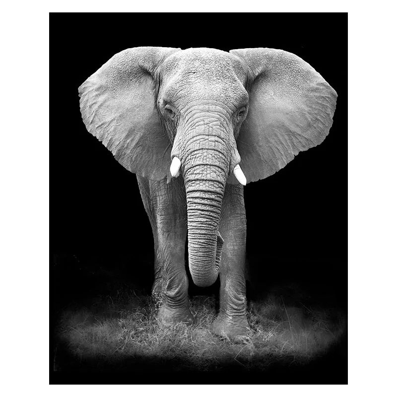 Canvas Exotic Animal Wall Painting Collection