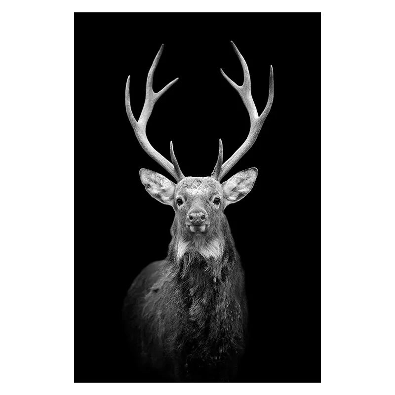 Canvas Exotic Animal Wall Painting Collection